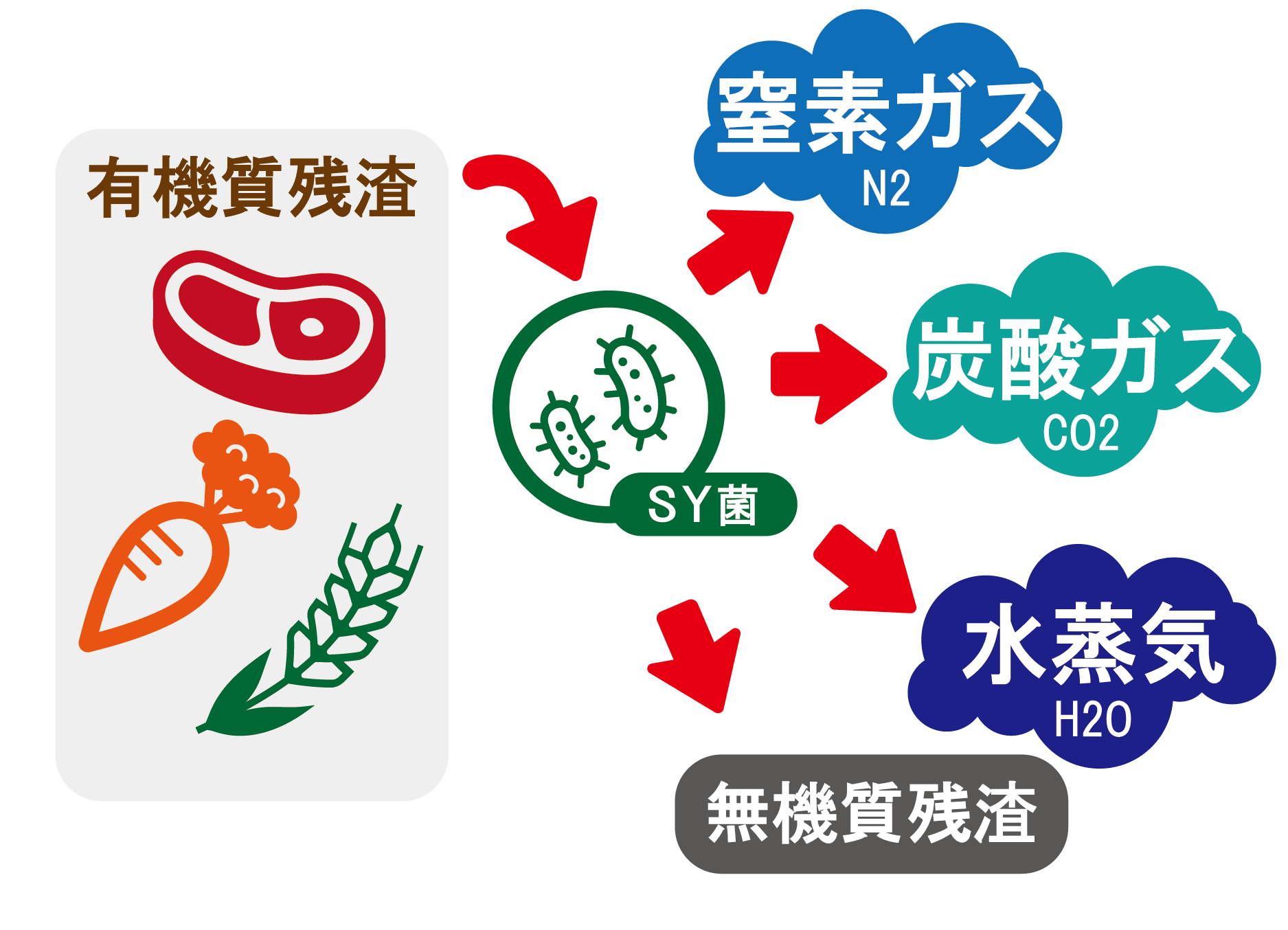 SY菌